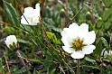 ranunculus glacialis